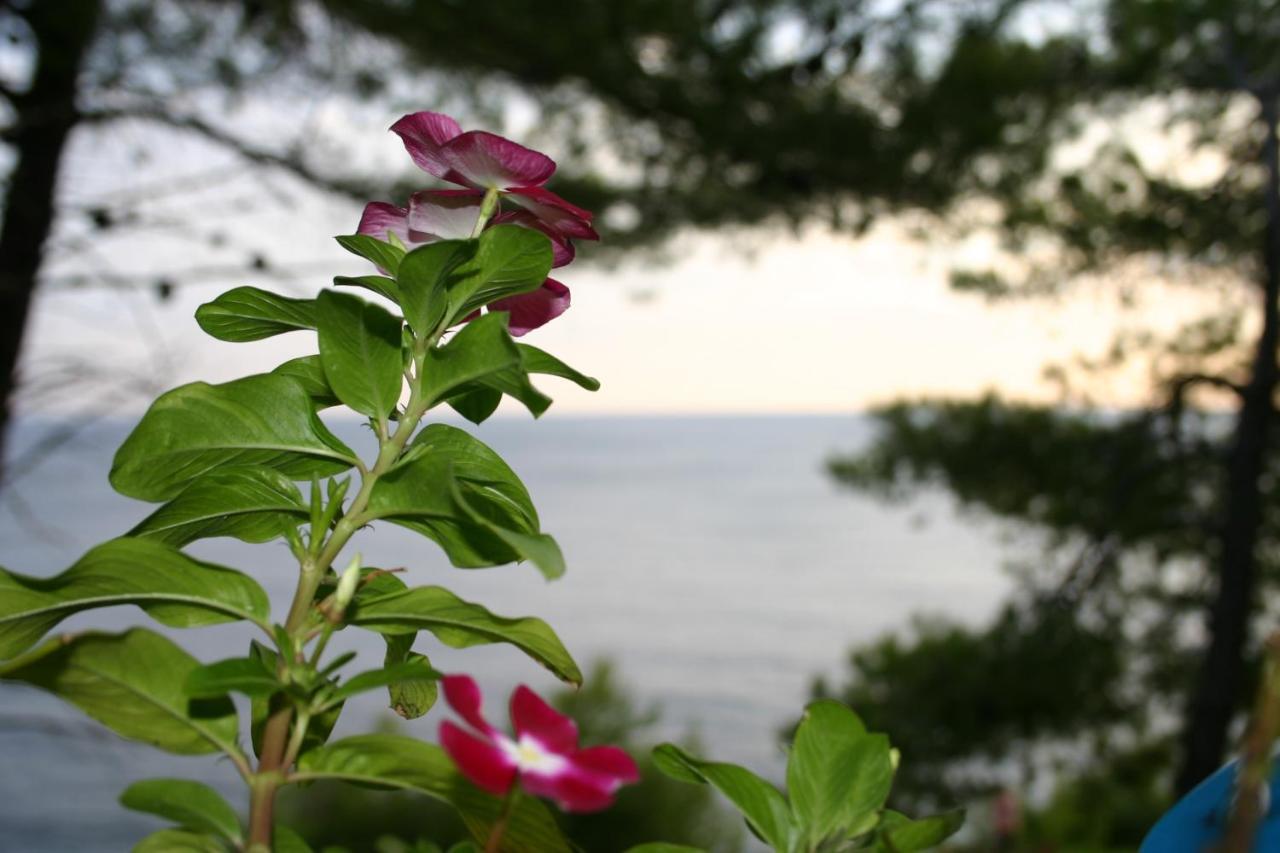 Apartments Rotim, Mljet, Sutmiholjska Babino Polje Εξωτερικό φωτογραφία