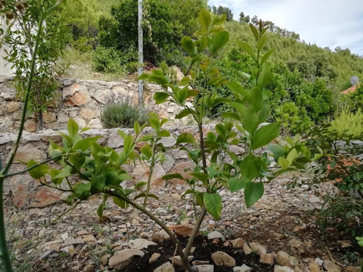 Apartments Rotim, Mljet, Sutmiholjska Babino Polje Εξωτερικό φωτογραφία